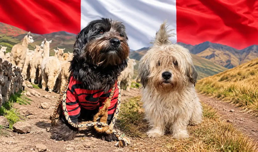 La Federación Canina Americana aprobó el reconocimiento internacional del Chaku Andino, promovido por Perú en su asamblea en Guadalajara.