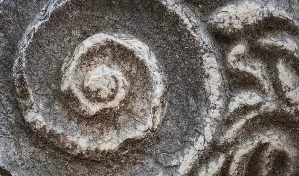 Investigadores en Cobán, Alta Verapaz, descubren fósiles de rudistas, moluscos habitadores de mares tropicales, que datan de hace 70 a 90 millones de años.