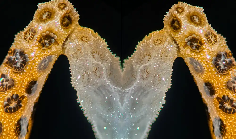 Esta fotografia muestra la recuperación de un coral blanqueado al entrar en contacto con un coral sano.