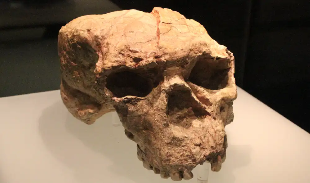 El estudio revela que el "Hombre Dragón" era un denisovano. Foto: Wikimedia El estudio revela que el "Hombre Dragón" era un denisovano. Foto: Wikimedia