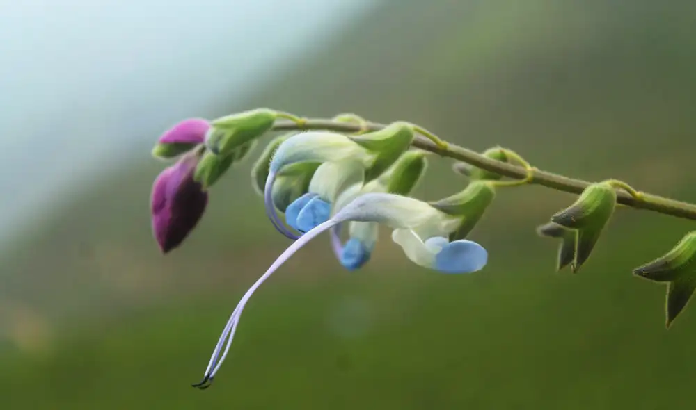 Una nueva especie de planta rodea los bosques andinos de Perú. Foto: Paúl Gonzáles