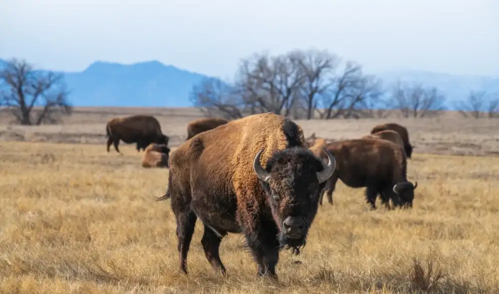 Unos 300 bisontes liberados en la pradera ayudaron a mantener el equilibrio natural. Foto: The Animal Map