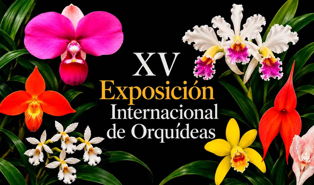 Exposición de orquídeas Exposición de orquídeas