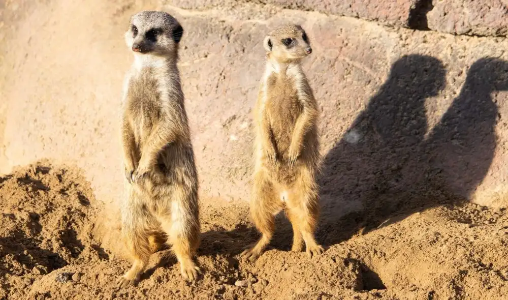 El Centro de Investigación del Kalahari en Sudáfrica invita a voluntarios para proyectos científicos sobre animales salvajes. Se busca personal con formación en biología y ecología. El Centro de Investigación del Kalahari en Sudáfrica invita a voluntarios para proyectos científicos sobre animales salvajes. Se busca personal con formación en biología y ecología.
