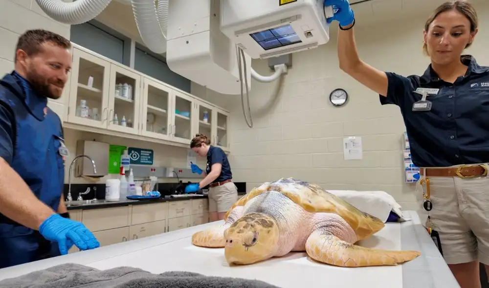 La tortuga lora, especie en peligro crítico, fue trasladada a Houston, Texas, después de alcanzar un peso de 21 kilos. La tortuga lora, especie en peligro crítico, fue trasladada a Houston, Texas, después de alcanzar un peso de 21 kilos.