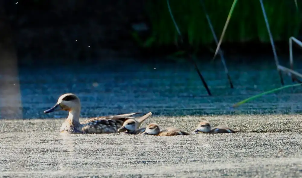 La cerceta pardilla es el pato más amenazado de Europa. Foto: Comunidad de Madrid