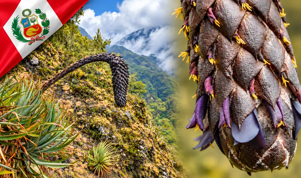 Se ha identificado una nueva especie de bromelia en los Andes del sureste peruano: la Puya ukumari, hallada en el Parque Nacional del Manu, Cusco.