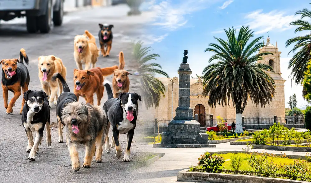 Municipalidad de Paucarpata realizará operativos para fiscalizar abandono de mascotas y estructuras en veredas