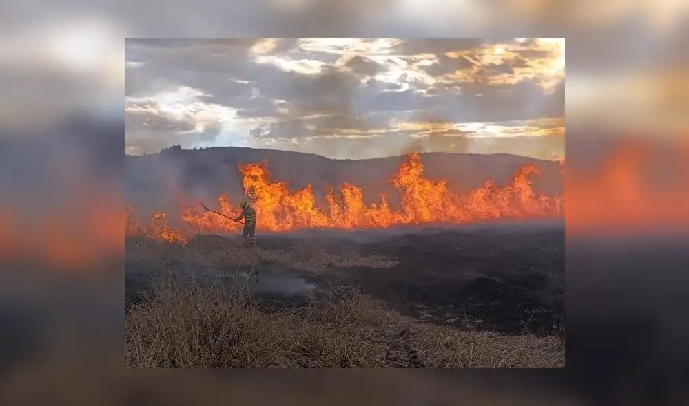 Tras varias semanas, los incendios por fin fueron controlados.
