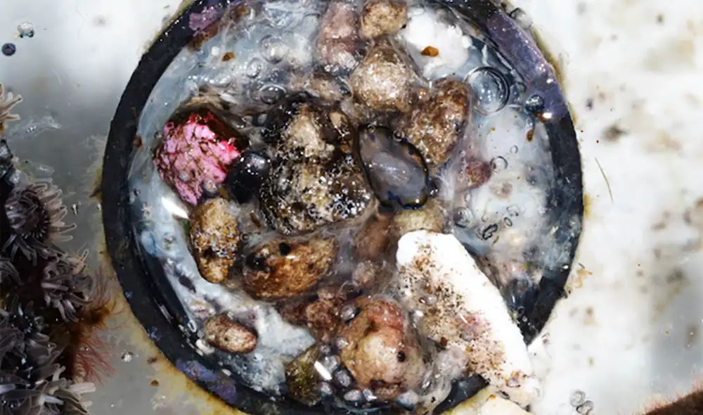La fotografía, tomada el 4 de enero de 2023, muestra una tapa de botella que alberga un ecosistema compuesto por 307 criaturas. Foto: Universidad de Nagoya