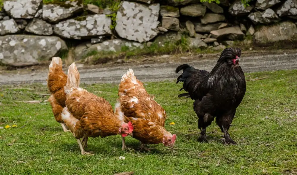 Nelson Ginter, un productor argentino de 62 años, cuida 115 gallinas ponedoras adaptadas al frío y abastece a restaurantes en Ushuaia. Nelson Ginter, un productor argentino de 62 años, cuida 115 gallinas ponedoras adaptadas al frío y abastece a restaurantes en Ushuaia.