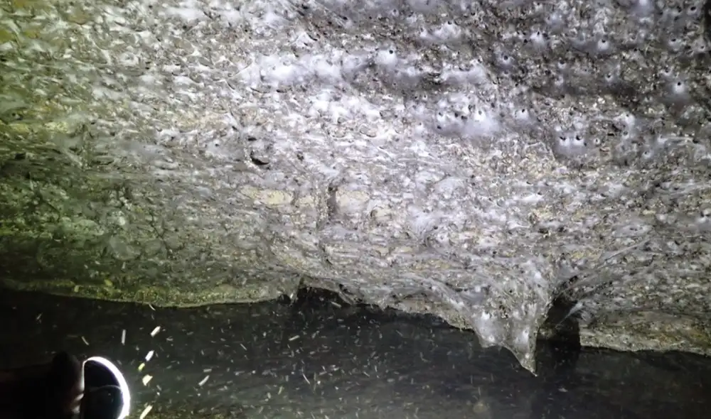 Una gigantesca telaraña colonial fue hallada en una cueva sulfurosa en la frontera entre Grecia y Albania. Foto: Subterranean Biology Una gigantesca telaraña colonial fue hallada en una cueva sulfurosa en la frontera entre Grecia y Albania. Foto: Subterranean Biology