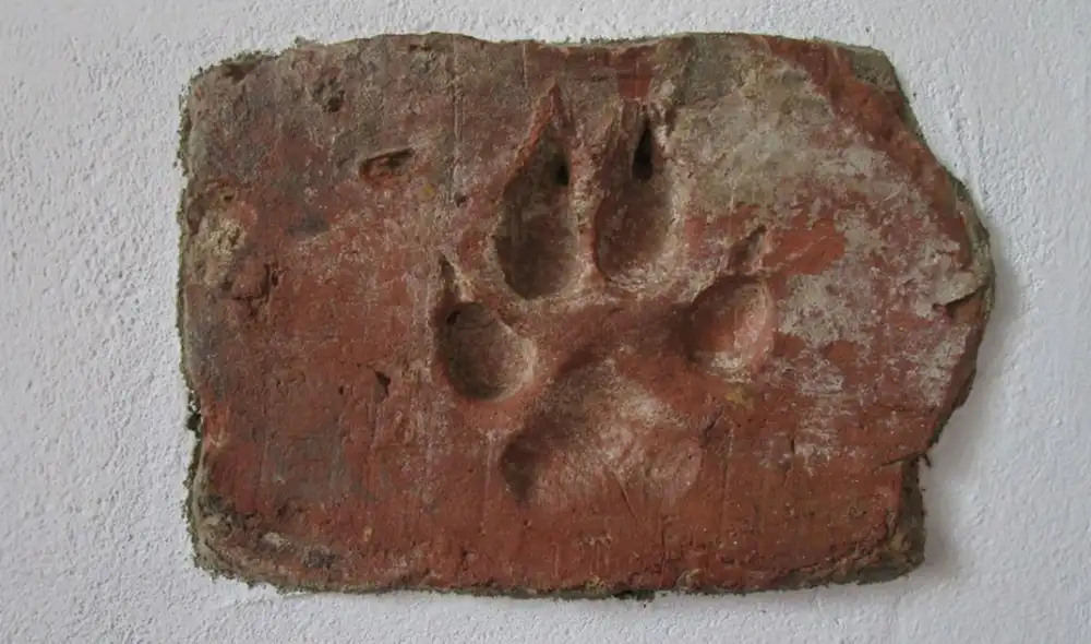 Huella de perro en un ladrillo de barro, similar a la encontrada en Turquía. Imagen no asociada a los hallazgos. Foto: Hols/Shutterstock