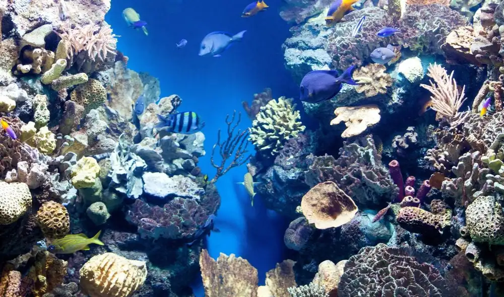 Las estructuras han atraído a diversas especies, incluidas 11 tipos de peces y 10 invertebrados, como langostas y mejillones, que encontraron refugio en el arrecife. Las estructuras han atraído a diversas especies, incluidas 11 tipos de peces y 10 invertebrados, como langostas y mejillones, que encontraron refugio en el arrecife.