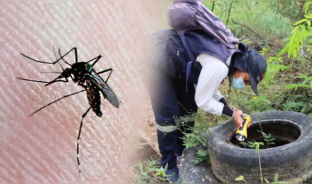 Cuatro distritos en Tumbes están bajo vigilancia por dengue. Corrales, Tumbes, San Juan de la Virgen y Papayal requieren acciones adecuadas para prevenir la proliferación del mosquito transmisor. Cuatro distritos en Tumbes están bajo vigilancia por dengue. Corrales, Tumbes, San Juan de la Virgen y Papayal requieren acciones adecuadas para prevenir la proliferación del mosquito transmisor.