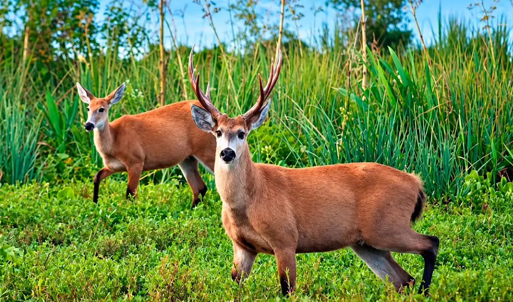 El Parque Nacional Ciervo de los Pantanos, a 70 km de Buenos Aires, ofrece un escape natural con 5.200 hectáreas de humedales y senderos autoguiados, ideal para familias. El Parque Nacional Ciervo de los Pantanos, a 70 km de Buenos Aires, ofrece un escape natural con 5.200 hectáreas de humedales y senderos autoguiados, ideal para familias.