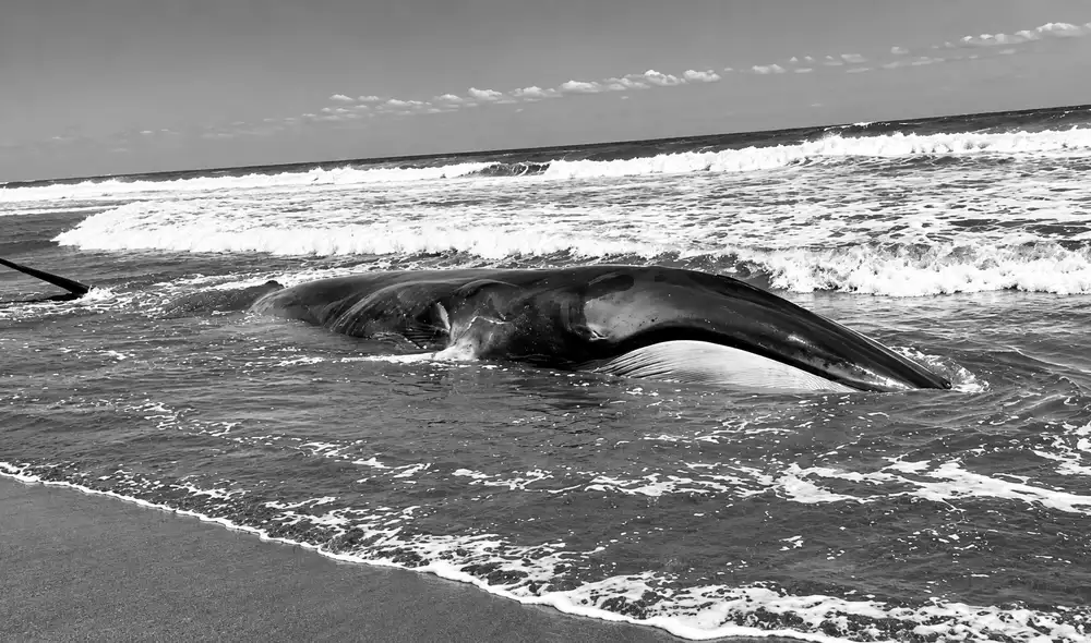 El cetáceo, identificado como ballena de aleta, estuvo fuera del agua por varias horas, lo que complicó su estado de salud. El cetáceo, identificado como ballena de aleta, estuvo fuera del agua por varias horas, lo que complicó su estado de salud.