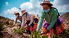 Proponen la entrega de un bono a familias agricultoras afectadas por las heladas
