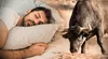 Significado de soñar con toros: ¿es un mal presagio o no?