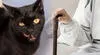 El trágico caso de Clara Tobón: la adulta mayor que murió y fue devorada por sus gatos