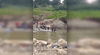 Pobladores arriesgan sus vidas y cruzan turbulentas aguas de río para sepultar a bebé de 6 meses en Piura