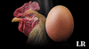 Científicos responden, por fin, a la pregunta: "¿Qué fue primero, el huevo o la gallina?"