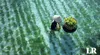 El producto agrícola que podría salvar a la humanidad de la hambruna en una catástrofe global