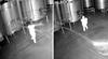 Asaltan bodega y derraman más de 60.000 litros de vino valorizado en US$2,5 millones