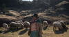 Ley de Alberto Fujimori permite explotación de comunidad campesina que recolecta lana de vicuña en Ayacucho