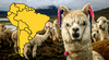 El país de Sudamérica que posee el 85% de la población mundial de alpacas: supera a Bolivia y Ecuador juntos