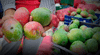 Crisis del mango en Perú: agricultores en alerta mientras el Gobierno impulsa la frambuesa como solución