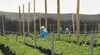Proyecto Olmos: La fuerza del agua que transformó la economía de Lambayeque
