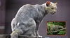 Un felino depredador que se pensaba extinto reaparece en su hábitat natural después de 40 años