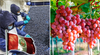 Perú crece y se posiciona dentro del top 10 exportadores de frutas en el mundo: arándanos son los preferidos en EE. UU., según Fluctuante