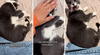 Joven pensó que su gato había muerto: estaba durmiendo y se enojó con su dueña por despertarlo