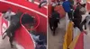 Caos en fiesta costumbrista: toro se escapa de ruedo y desata el pánico entre asistentes en Cajamarca
