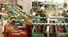 Agroexportaciones regionales rompen récord: suman US$3.248 millones y los orgánicos pisan fuerte