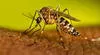 Científicos de EEUU buscan frenar el dengue y la malaria gracias a una IA que identifica a los mosquitos transmisores