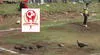 Aves interrumpen pleno partido de Copa Perú y generan caos en el campo de juego: ''Pavos para navidad''