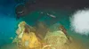 Científicos arrojaron una vaca a 1.600 metros de profundidad en el Mar de China y en la oscuridad aparecieron unos visitantes gigantescos