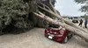 Tormenta de arena en Ica: automóvil es destrozado tras caída de enorme árbol por fuertes vientos