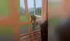 YouTube viral: ayuda a unos zorros huérfanos y estos se vuelven en sus ‘mejores amigos’