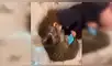 Facebook viral: gato es ignorado por su dueña y se venga llamando su atención con peculiar conducta [VIDEO]