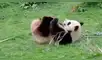 Facebook viral: graban a oso panda haciendo extraños movimientos y lo comparan con ‘Kung Fu Panda’ [VIDEO]