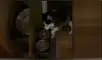 YouTube viral: Perro levanta a su dueño en la madrugada para pedir que le sirva comida [VIDEO]