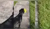 YouTube viral: perro obedece las órdenes de su dueña y le hace el favor de botar la basura [VIDEO]