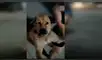 YouTube viral: perro callejero se niega a regresar a su casa y dueños lo llevan a rastras [VIDEO]