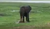 YouTube viral: familia va de excursión a África y graba a elefante pariendo a su cría [VIDEO]
