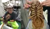 Cucaracha
