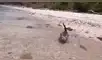 Facebook: Joven enseña a su gato a nadar utilizando un sensacional truco para que no le tema al agua [VIDEO]